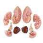 Crânio com sutura, cérebro e vértebra cervical, tamanho natural