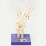 Esqueleto da mão