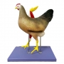 Modelo anatômico da galinha
