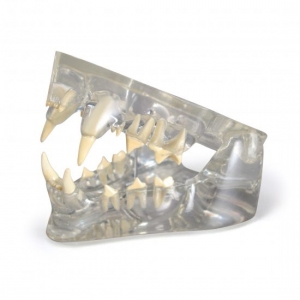 Modelo de Mandibula Com Dentes Felina - GPI