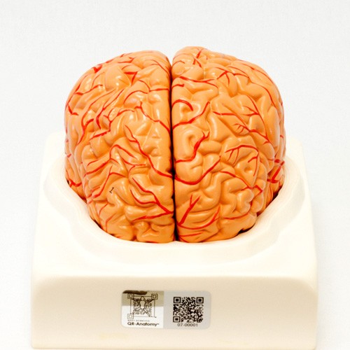 Cérebro com artérias em 2 partes