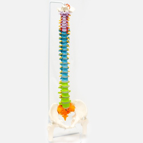 Coluna vertebral pintada super flexível com fêmur 
