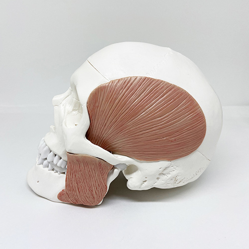 Crânio humano com músculos mastigatórios em 11 partes