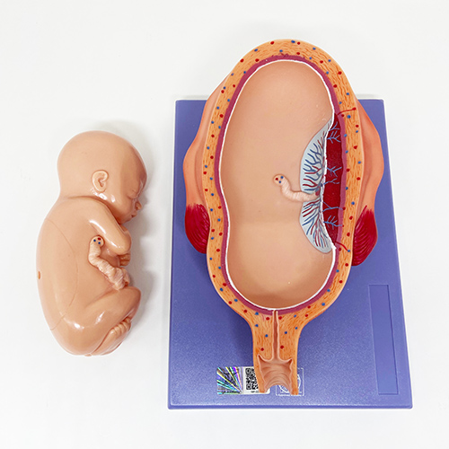 Desenvolvimento do feto em 8 estágios, dividido em 14 partes