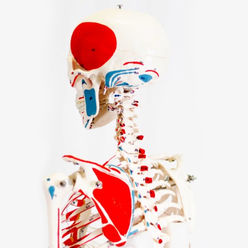 Esqueleto adulto muscular com base móvel