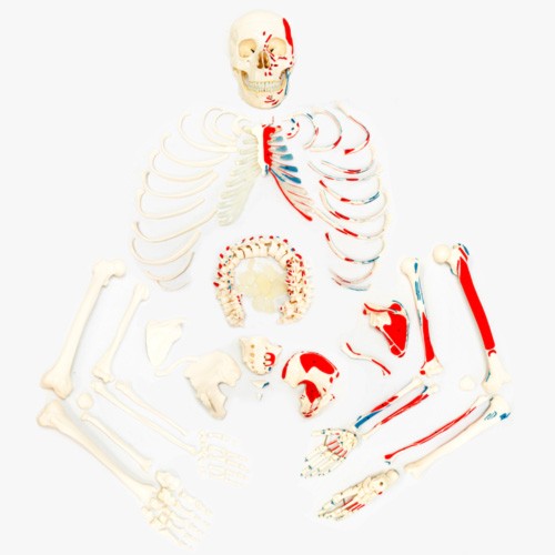 Esqueleto desarticulado completo pintado