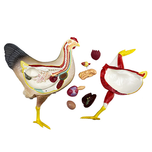 Modelo anatômico da galinha