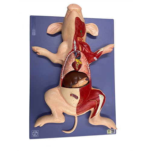 Modelo anatômico de porco