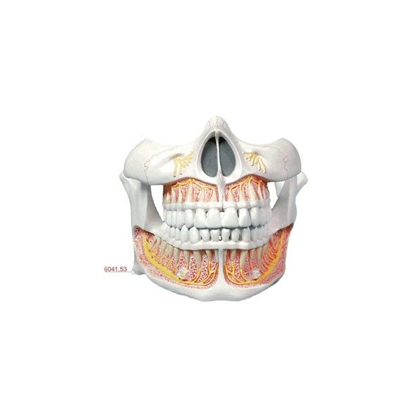 Modelo Anatômico de Dentição Adulta Permanente 