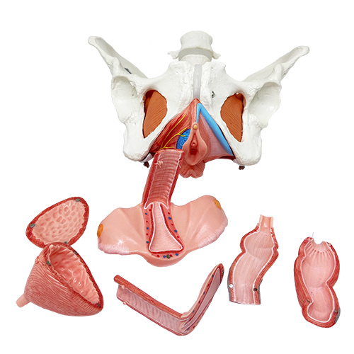 Pelve feminina com músculo pélvico, órgãos, nervos e vasos sanguíneos em 8 partes