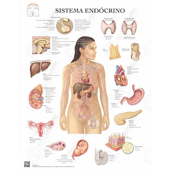 Pôster Sistema Endócrino