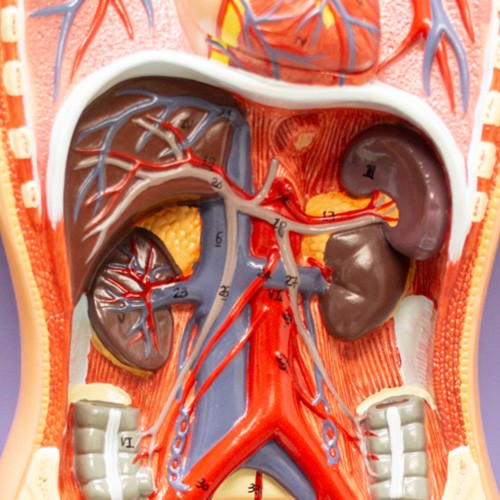 Sistema circulatório em 2 partes