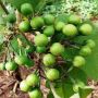 Muda De Jurubeba - Solanum Paniculatum