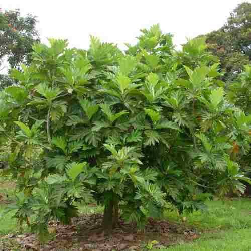 Muda De Fruta Pão - Breadfruit - Artocarpus Camansi