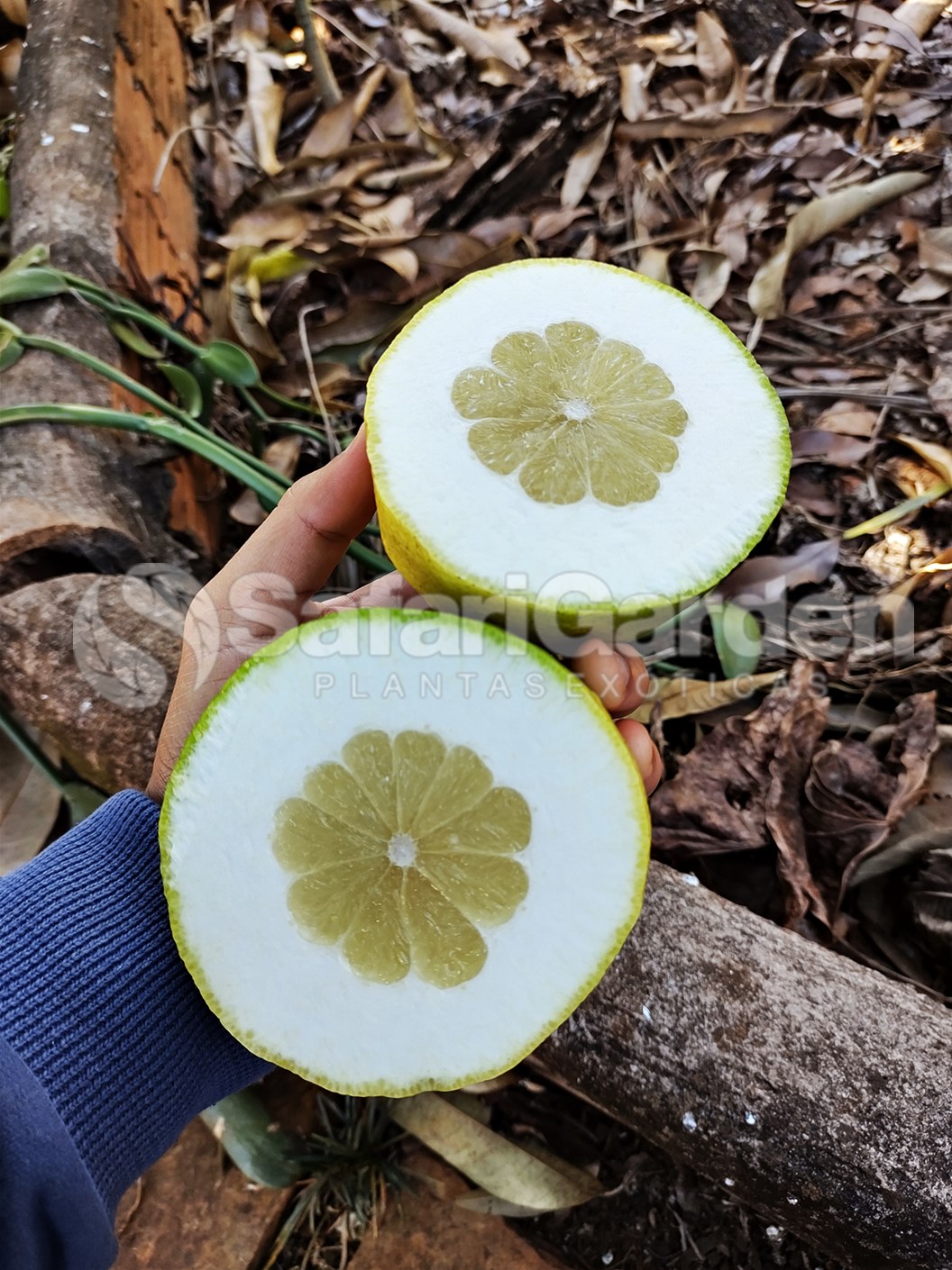 Limão Cabeção - Fruta Cítrica