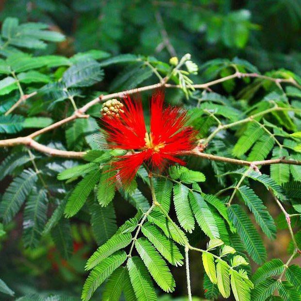 Muda da Flor Caliandra Vermelha