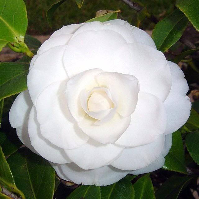 Muda da Flor Camélia Branca