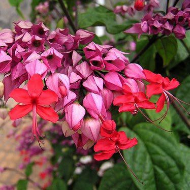 Muda da Flor Coração Sangrento - Clerodendron Speciosum