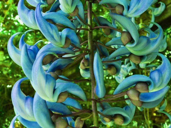 Muda da Flor Trepadeira Jade Azul