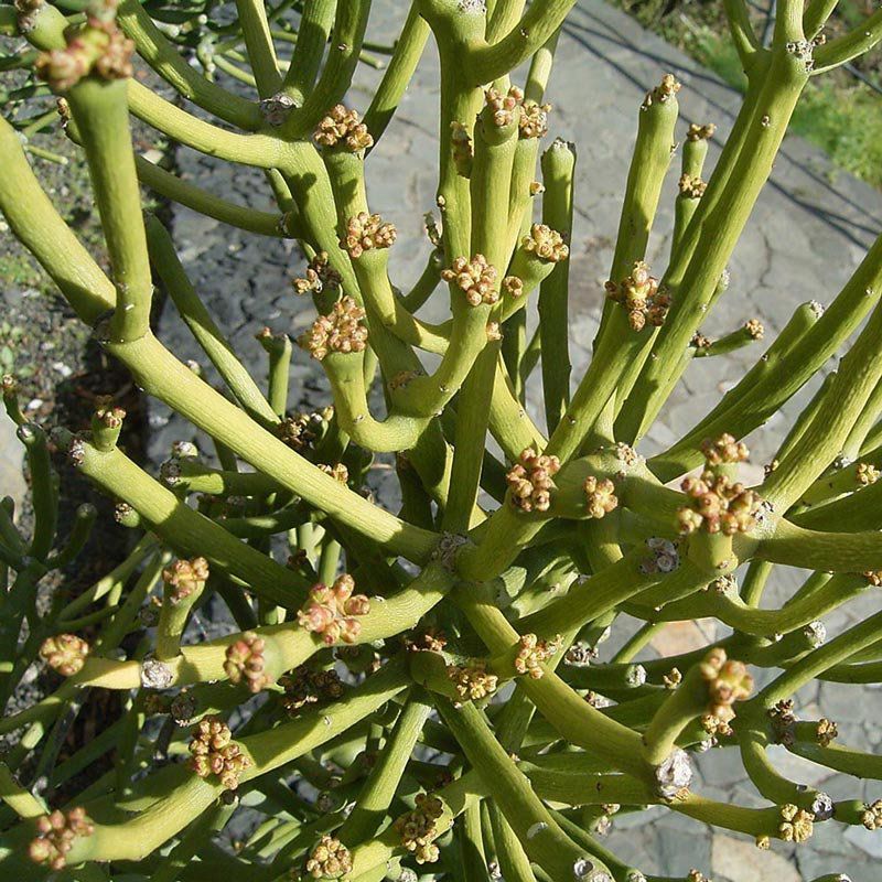 Muda de Aveloz ou Avelós - Euphorbia Tirucalli