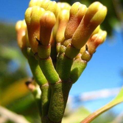 Muda de Cravo da Índia - Eugenia caryophyllata