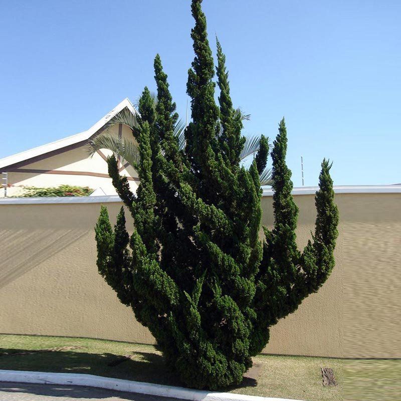 Muda de Kaizuka - Juniperus chinensis torulosa