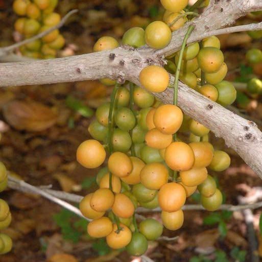 Muda de Mafai ou Uva Birmanesa - Baccaurea ramiflora