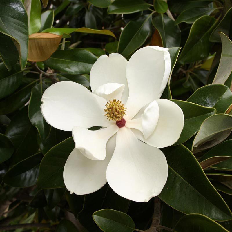 Muda de Magnólia Branca - Magnolia Grandfilora