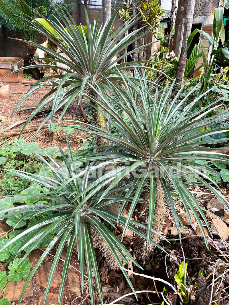 Muda de Palmeira de Madagascar ou Pachypodium lamerei