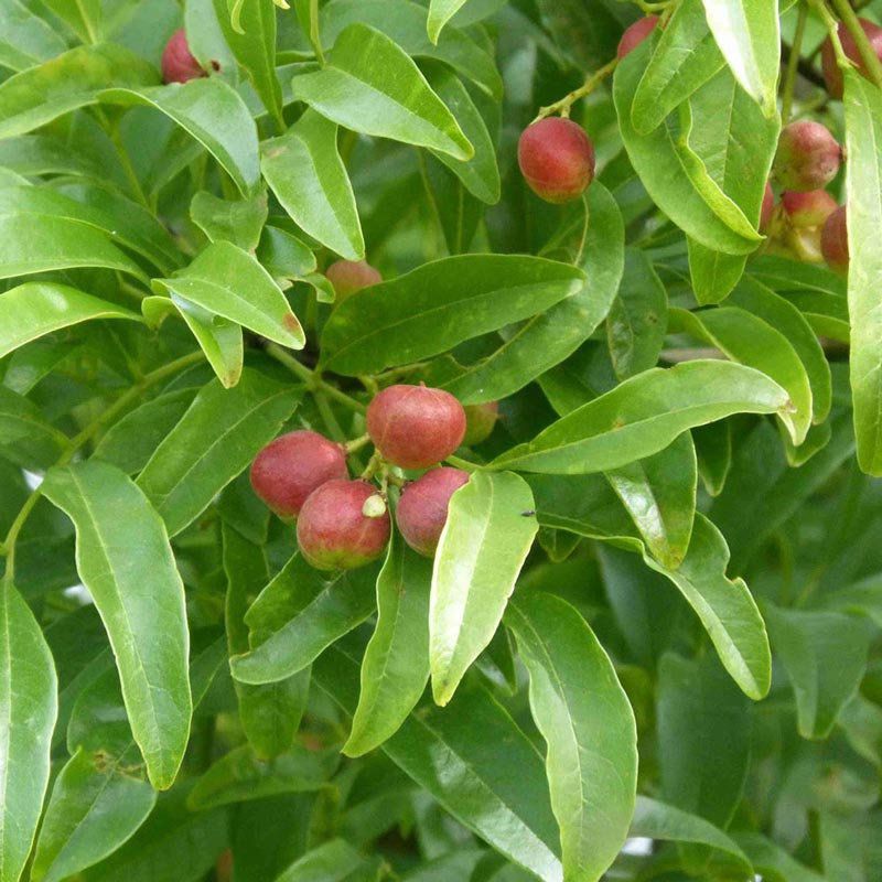 Muda de Pessegueiro Bravo - Prunus Sellowii