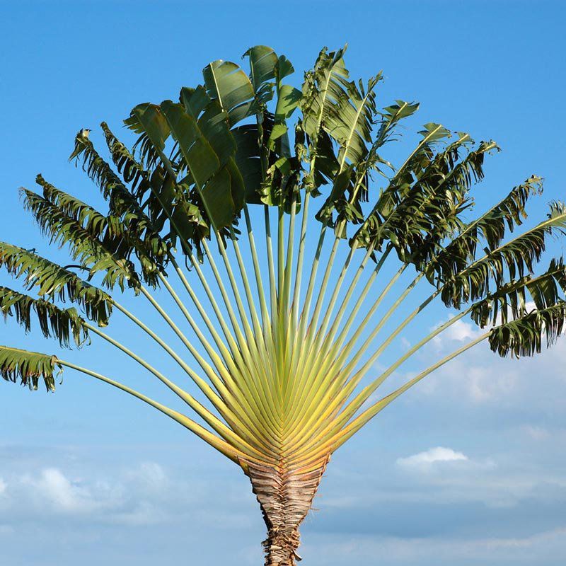 Muda de Ravenala 2 metros - Palmeira de Madagascar - Ravenala Madagascariensis