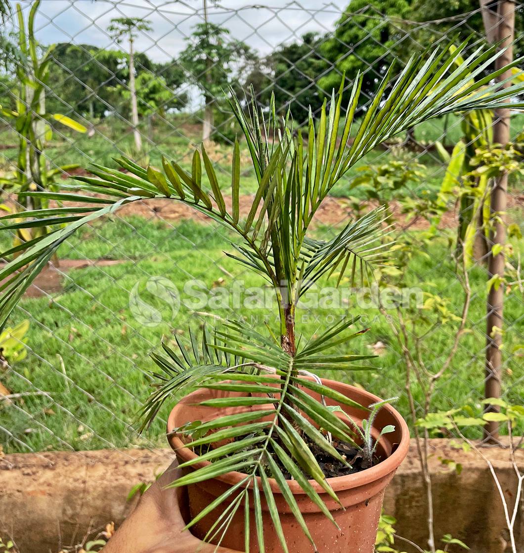 Muda Palmeira Wedeliana - Lytocaryum Weddellianum
