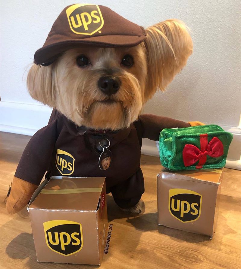 Fantasia Entregador UPS Roupa Para Cachorro Pet Cosplay Dog - MKP