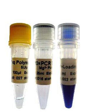 DNA Polimerase 5u/ul com Loading Dye Class Five