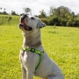 Peitoral Anti Puxão para Cachorro Cachorreiros Adventure - Frete Grátis Sul e Sudeste