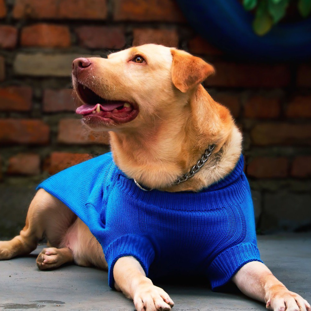 Suéter Roupinha para Cachorro - Azul