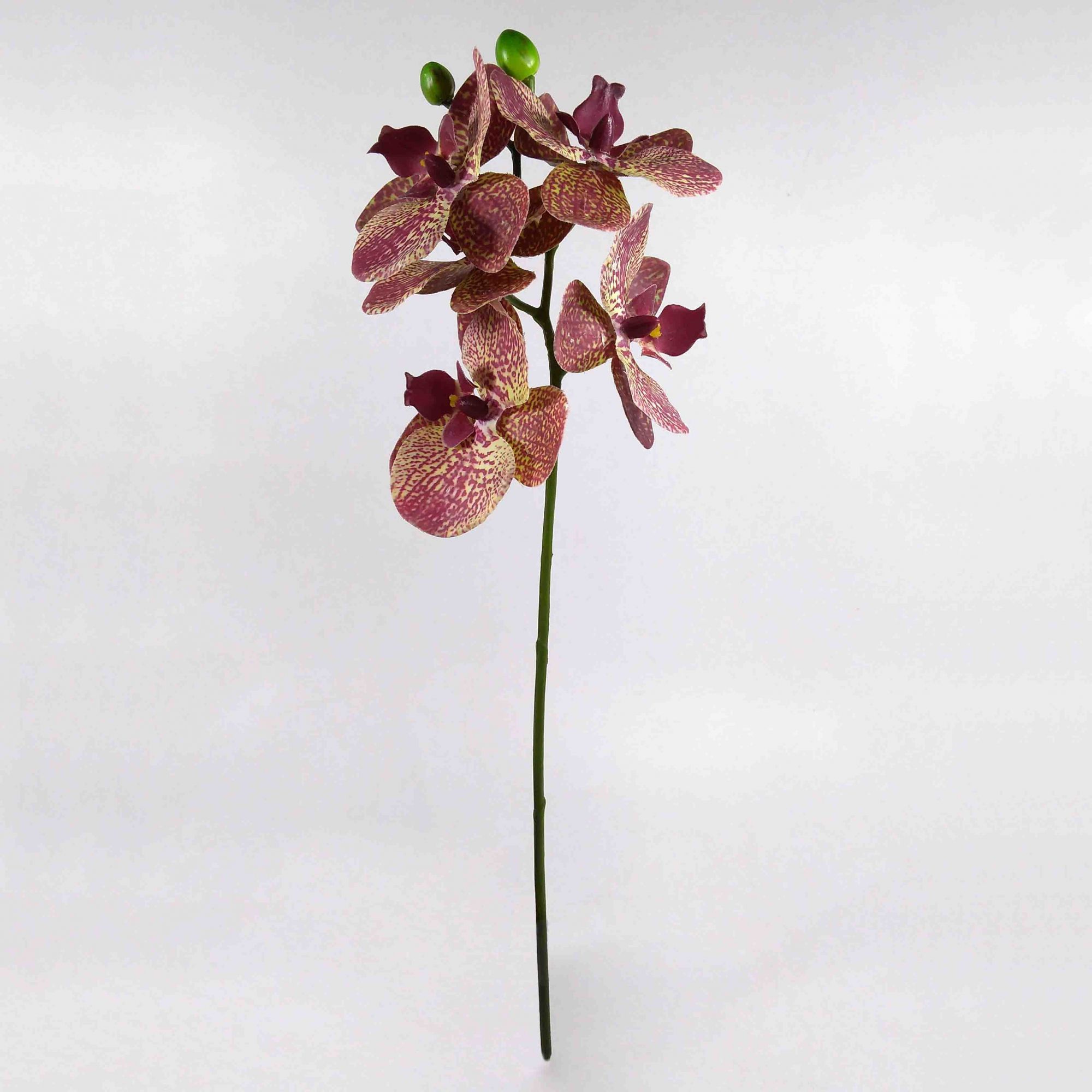 Kit Vaso Vidro Rosa 25cm +  Orquídea Phalaenopsis Cor Beauty