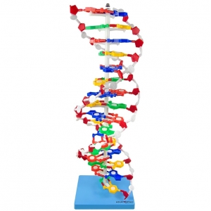 DUPLA HÉLICE DE DNA TGD-0001 ANATOMIC
