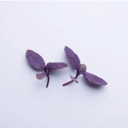 Sementes para cultivar Manjericão Roxo baby Leaf em vasos autoirrigáveis RAIZ