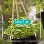 Sementes para plantar Salsa Lisa em vasos autoirrigáveis RAIZ