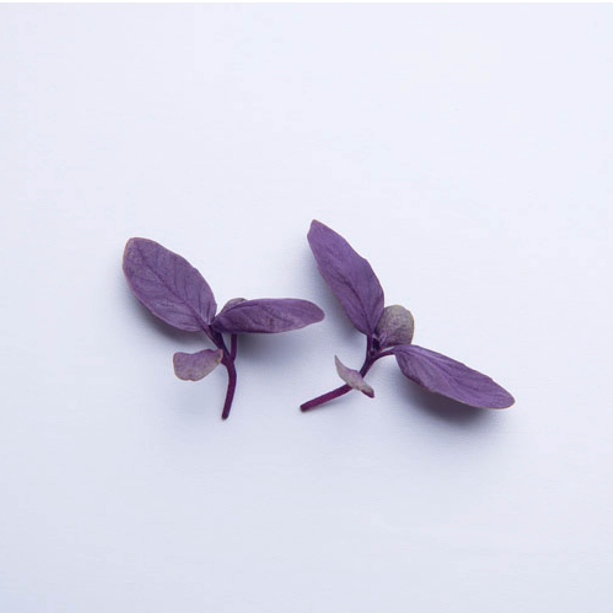 Sementes para cultivar Manjericão Roxo baby Leaf em vasos autoirrigáveis RAIZ  - Loja Raiz